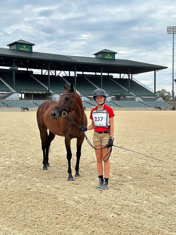 jumper-thoroughbred-pony