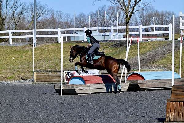 hunter-thoroughbred-pony