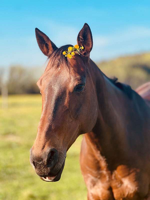 jumping-thoroughbred-pony