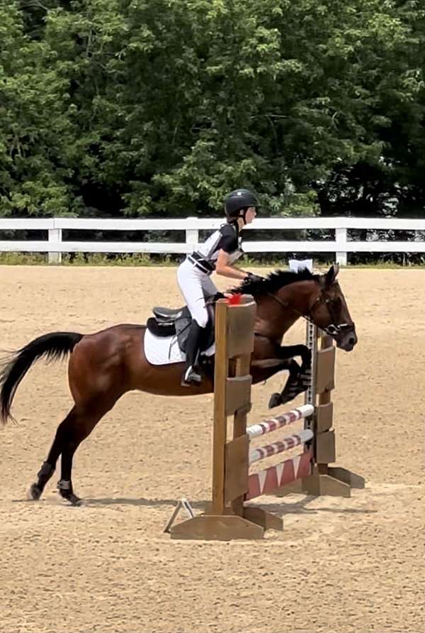 all-around-thoroughbred-pony