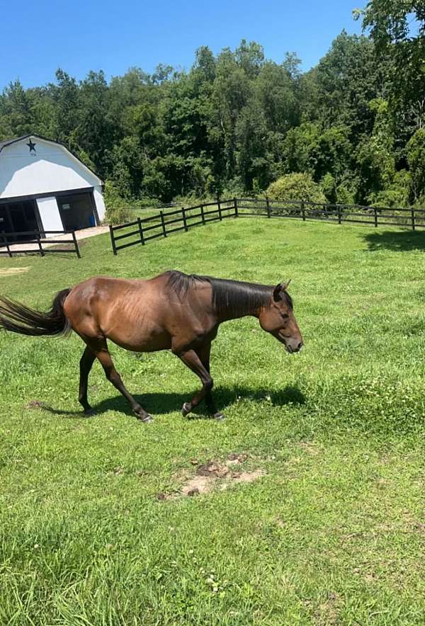 thoroughbred-horse-for-sale