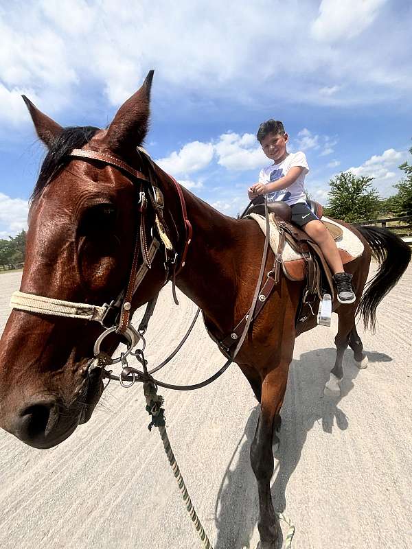 amazing-standardbred-horse