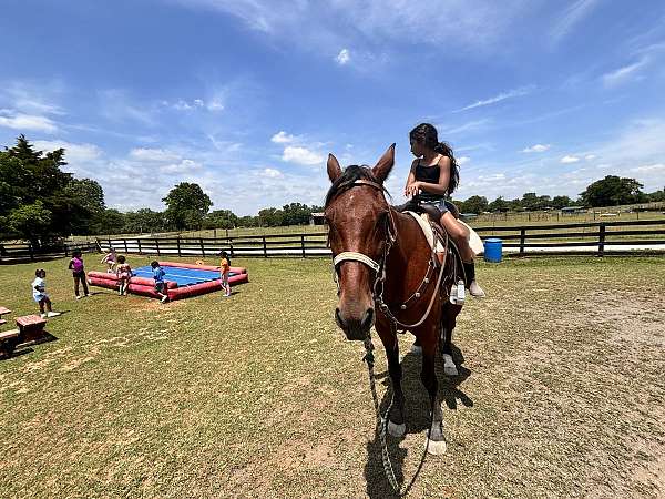 attitude-standardbred-horse