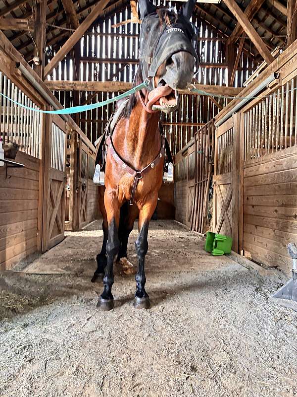 beginner-safe-standardbred-horse