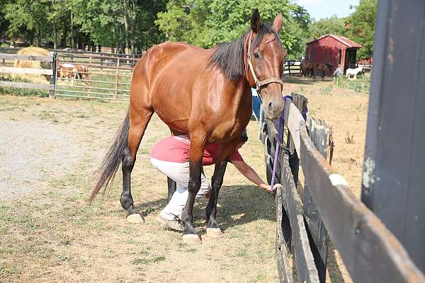 best-friend-standardbred-horse