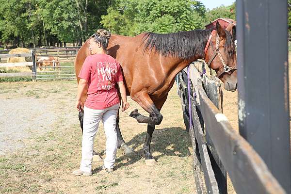 bonds-standardbred-horse