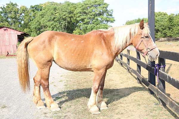 aged-belgian-horse