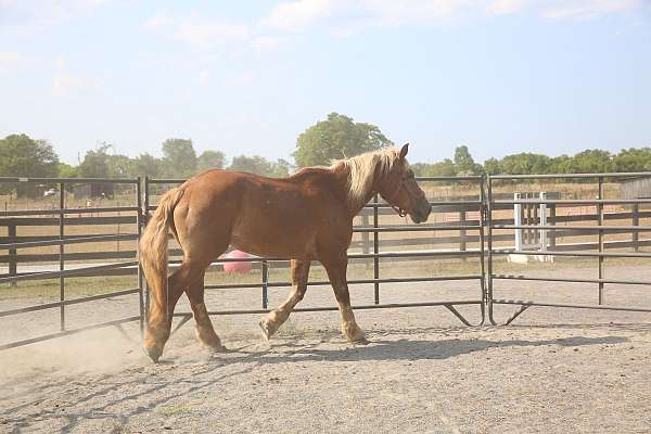 life-belgian-horse