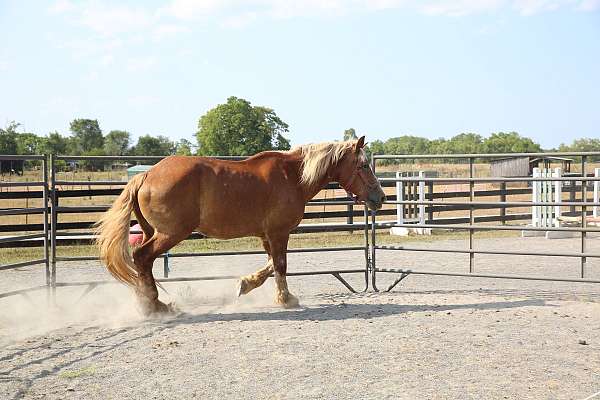 light-belgian-horse