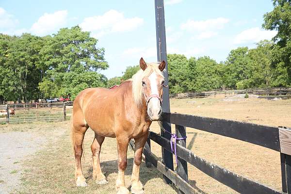 looking-for-belgian-horse