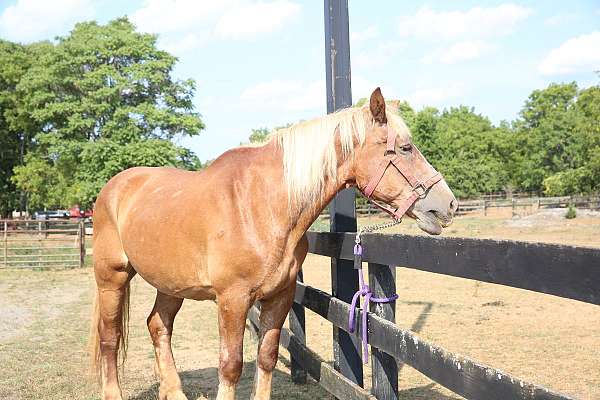 retired-belgian-horse