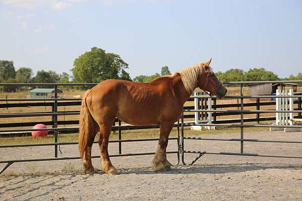 retirement-belgian-horse