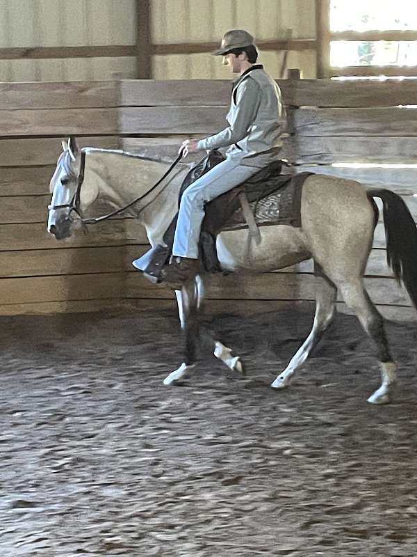 buttermilk-buckskin-tennessee-walking-horse