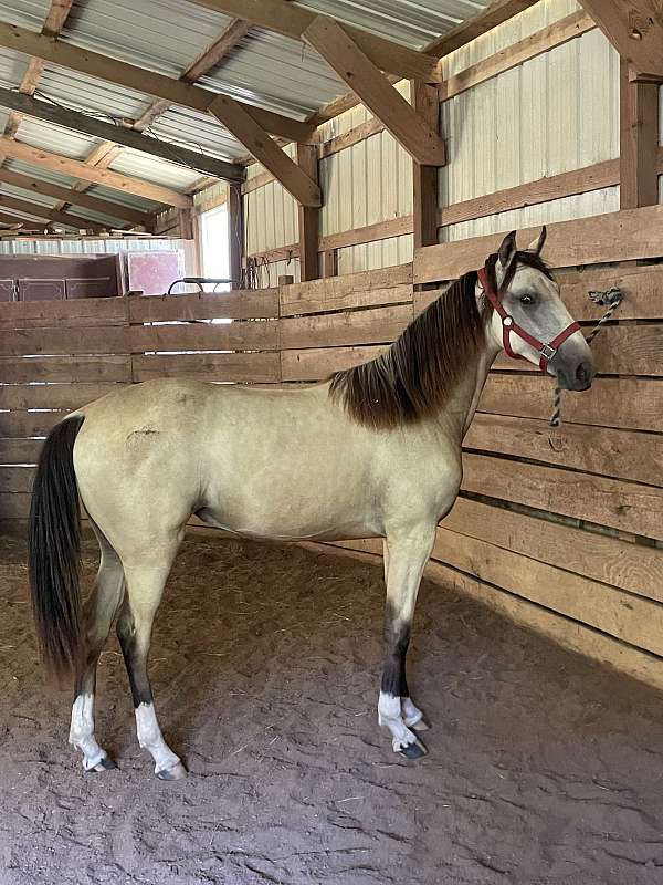 buttermilk-buckskin-tennessee-walking-horse