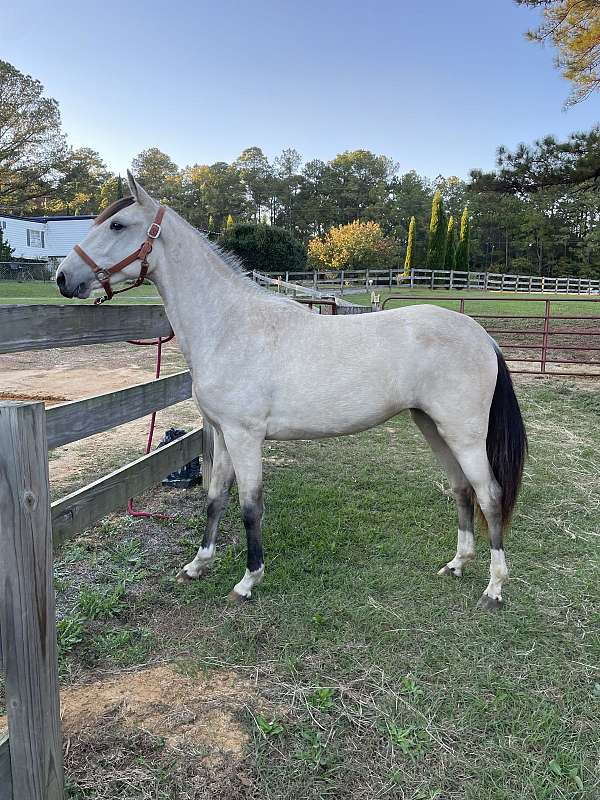 buttermilk-buckskin-tennessee-walking-horse