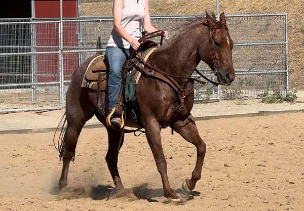 calf-roping-quarter-horse