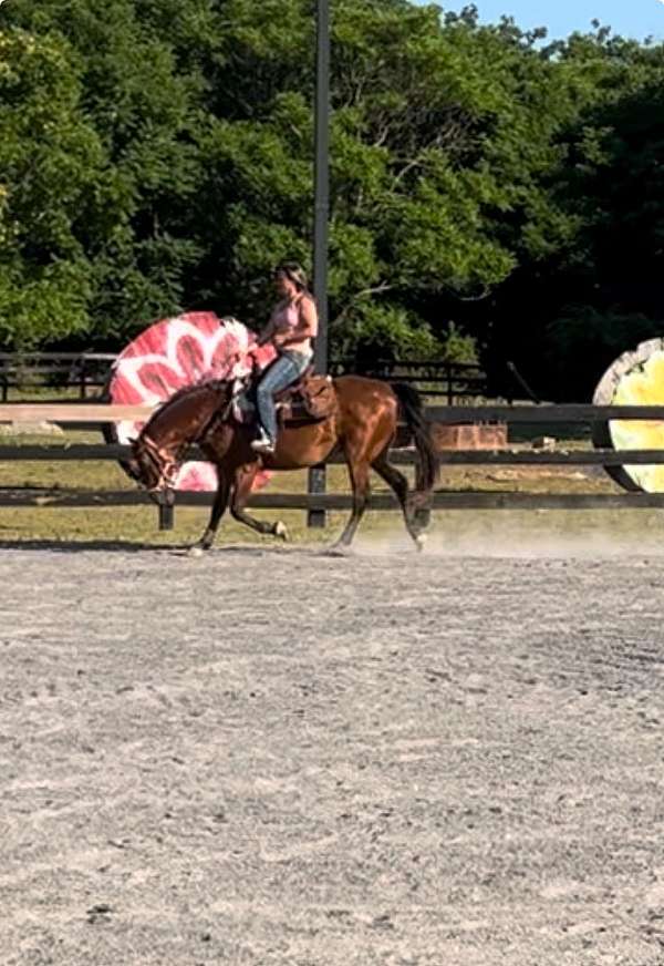 buddy-morgan-horse