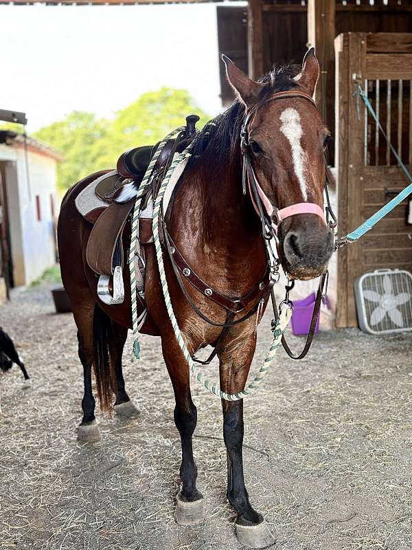 puppy-dog-morgan-horse