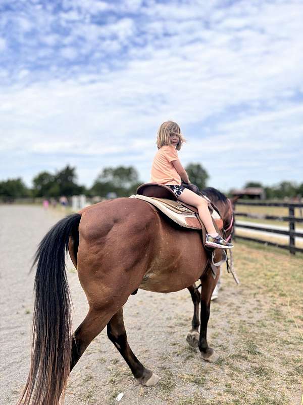 puppy-dog-personality-morgan-horse