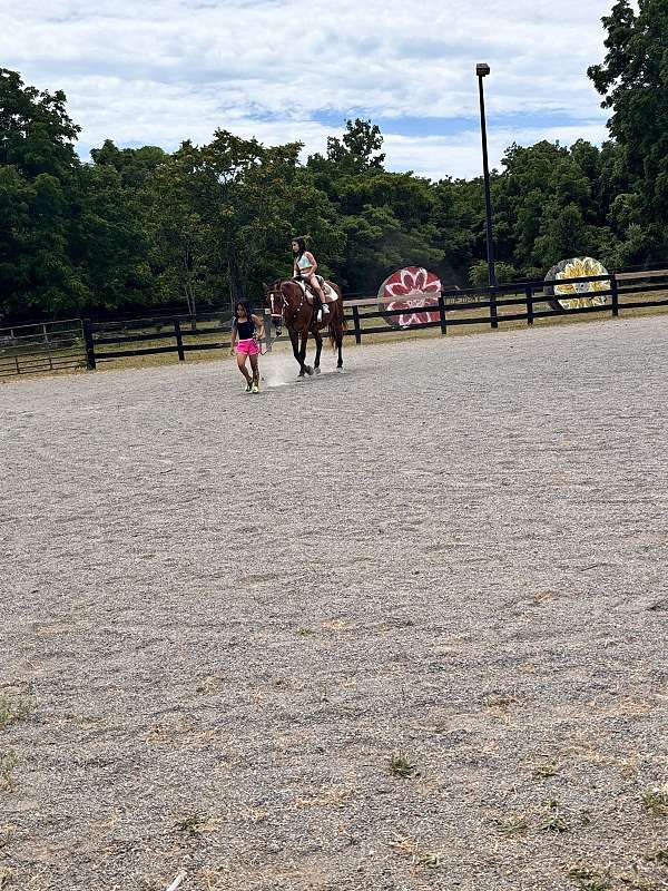 therapy-morgan-horse