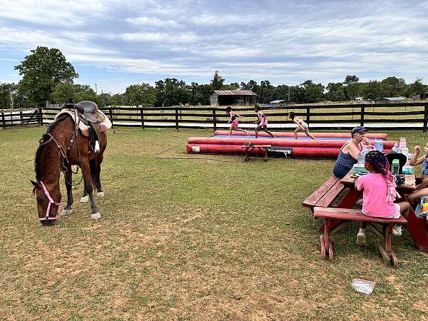 all-morgan-horse