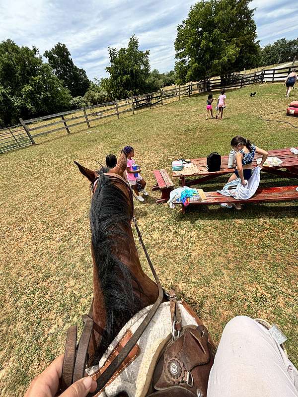 all-around-morgan-horse