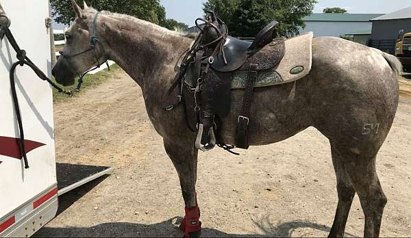 white-face-horse