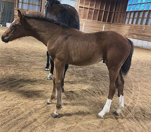 bay-warmblood-colt