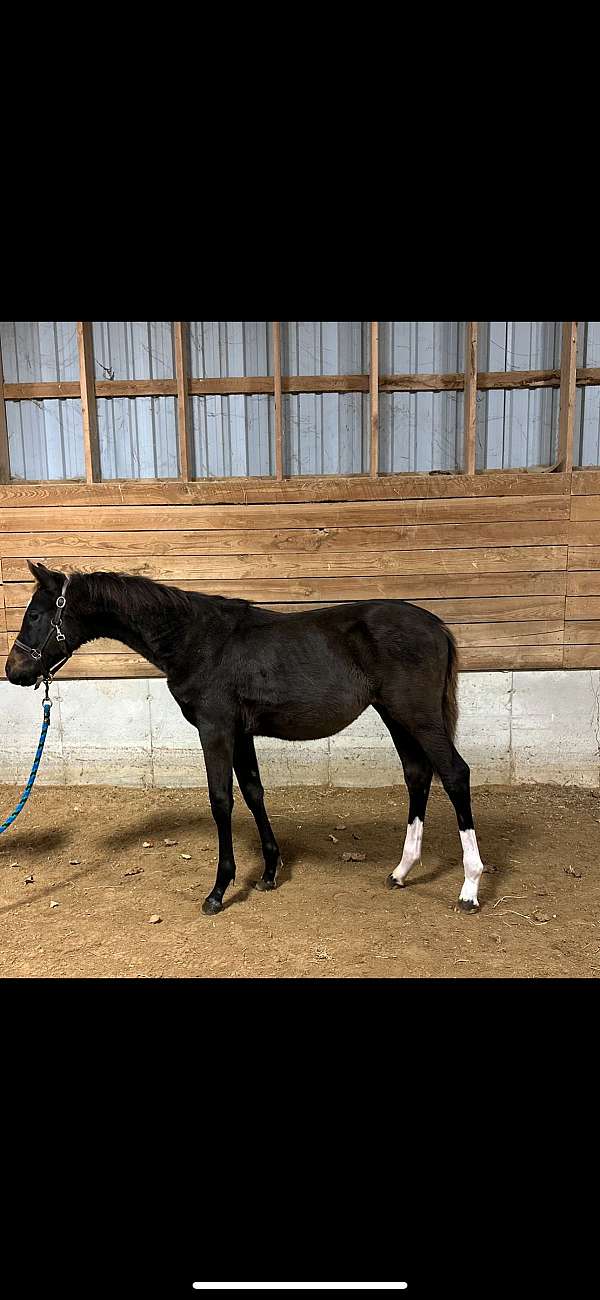 bay-warmblood-colt