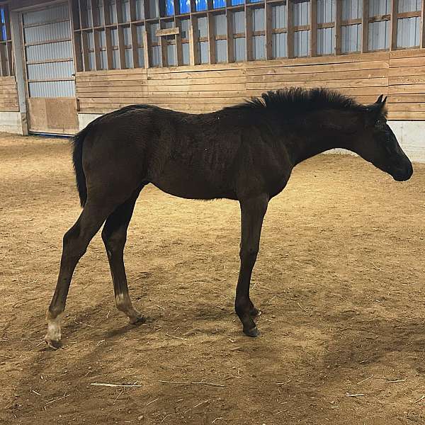 black-warmblood-colt