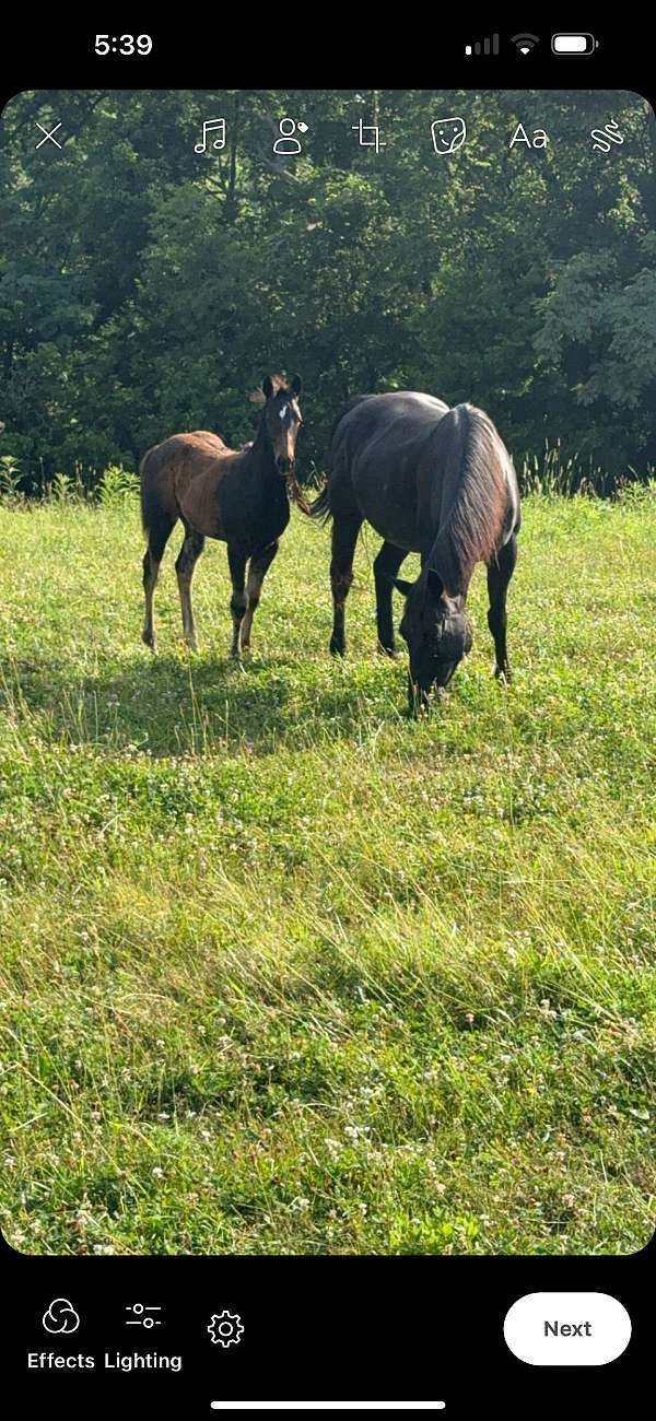 blue-roan-quarter-horse-broodmare