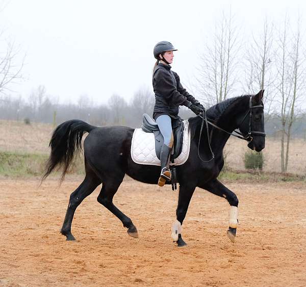 standardbred-gelding