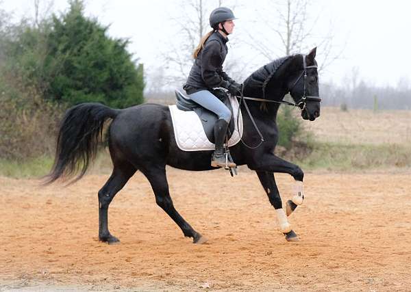 cash-standardbred-horse