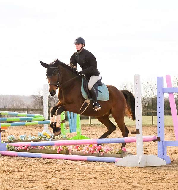 dressage-training-thoroughbred-horse