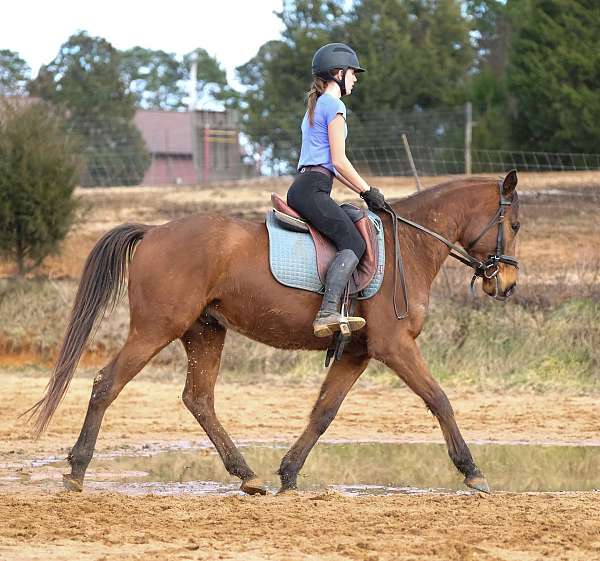 dressage-training-thoroughbred-horse