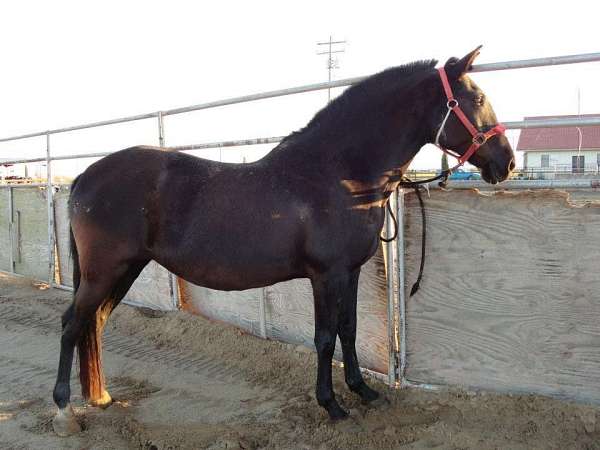 lusitano-filly-mare