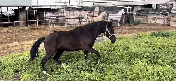 back-lusitano-horse