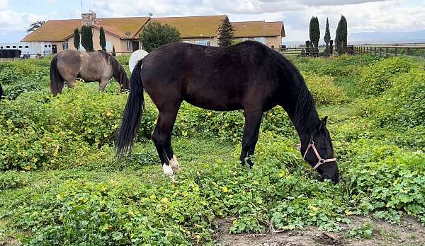 daughter-lusitano-horse