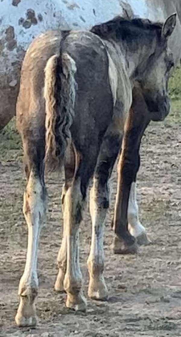 stripe-white-spots-horse