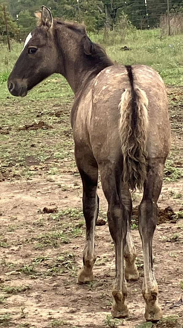 stripe-white-spots-horse