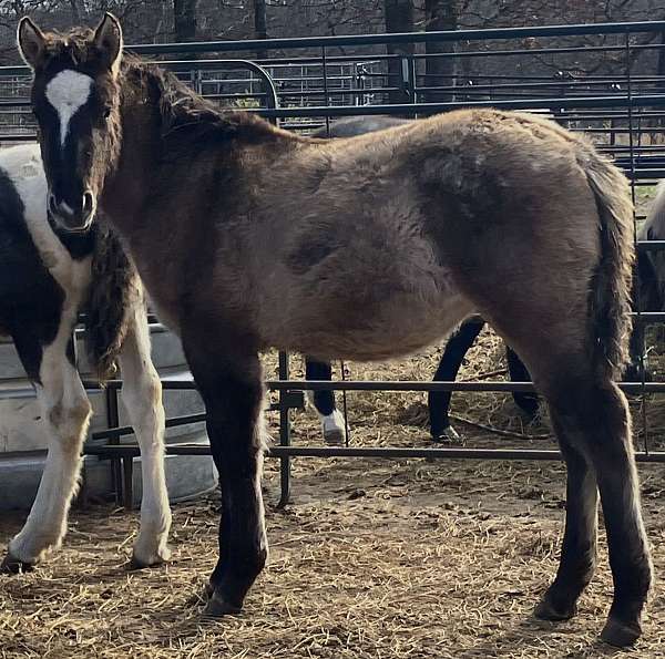 stripe-white-spots-horse