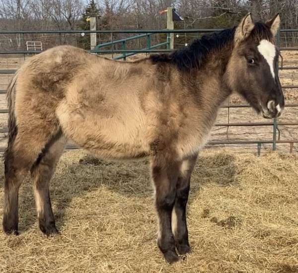 stripe-white-spots-horse