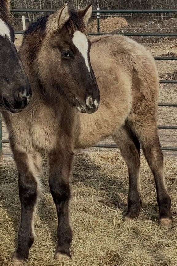 appaloosa-mare-draft-horse