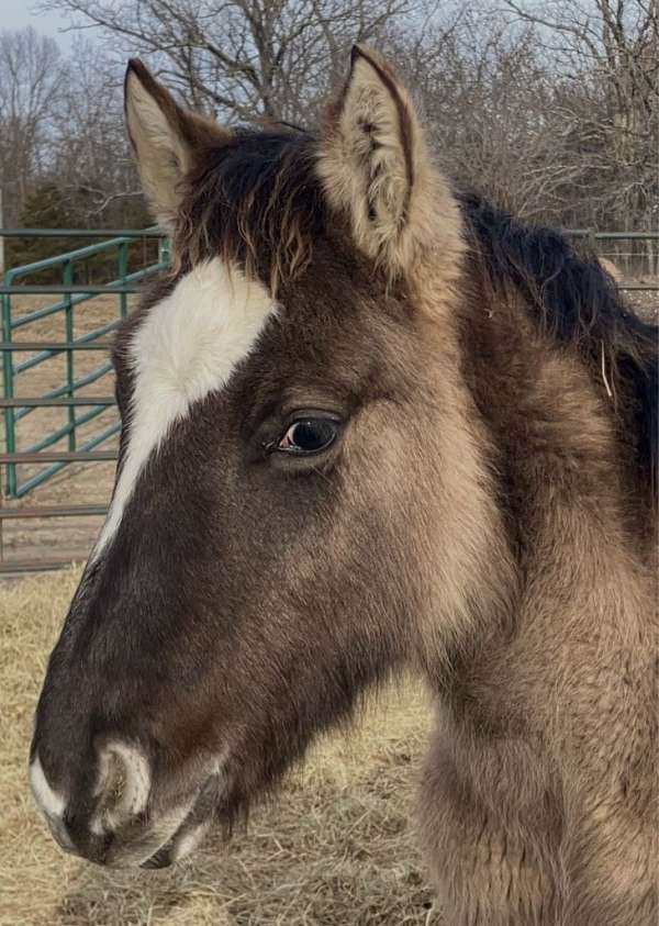 buckskin-roan-draft-horse