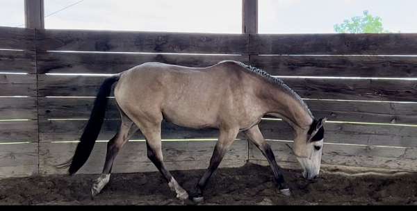 frosted-mane-white-snip-horse