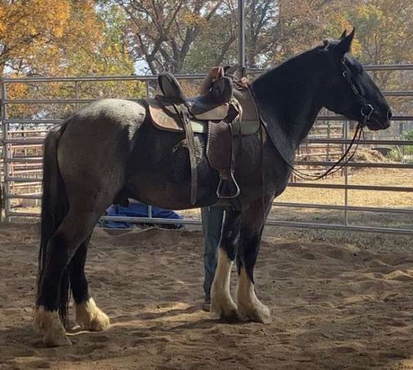 blue-roan-with-white-over-shoulder-4-socks-little-star-horse