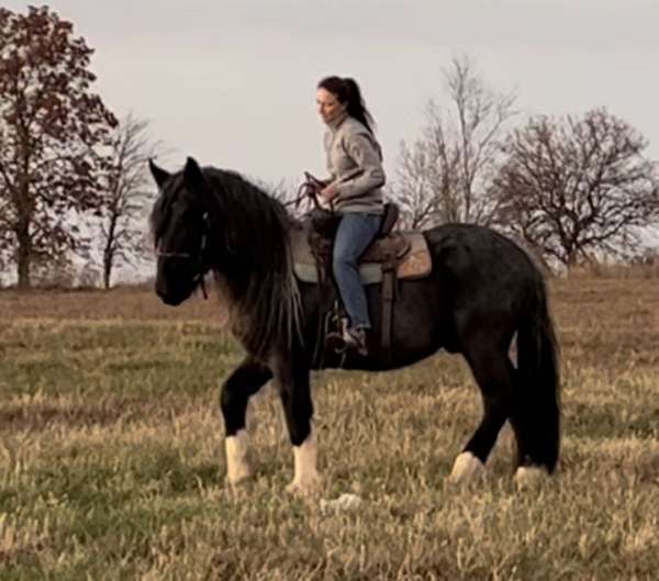 blue-roan-with-white-over-shoulder-4-socks-little-star-horse