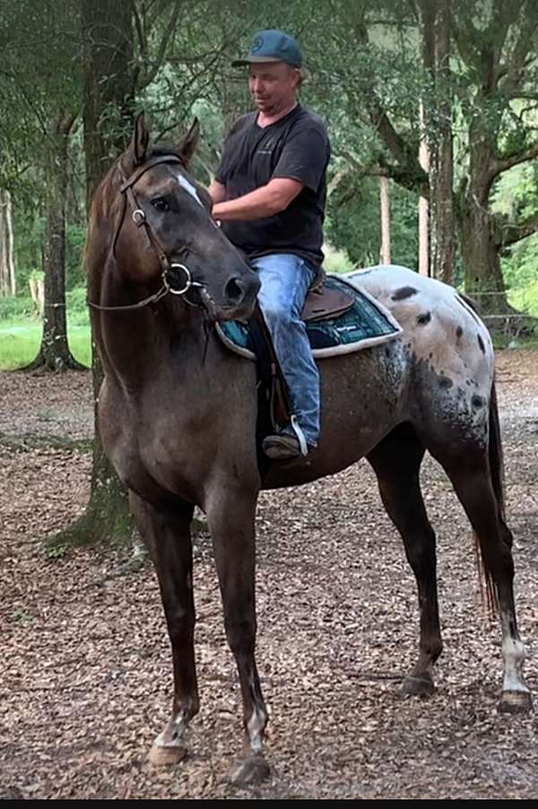 all-around-appaloosa-horse