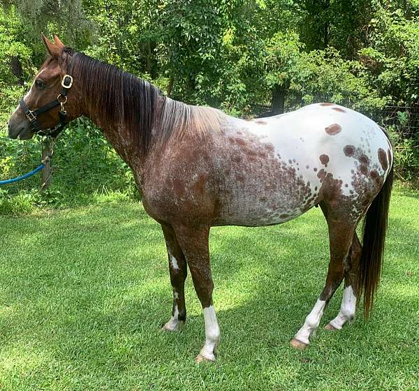 all-around-appaloosa-horse