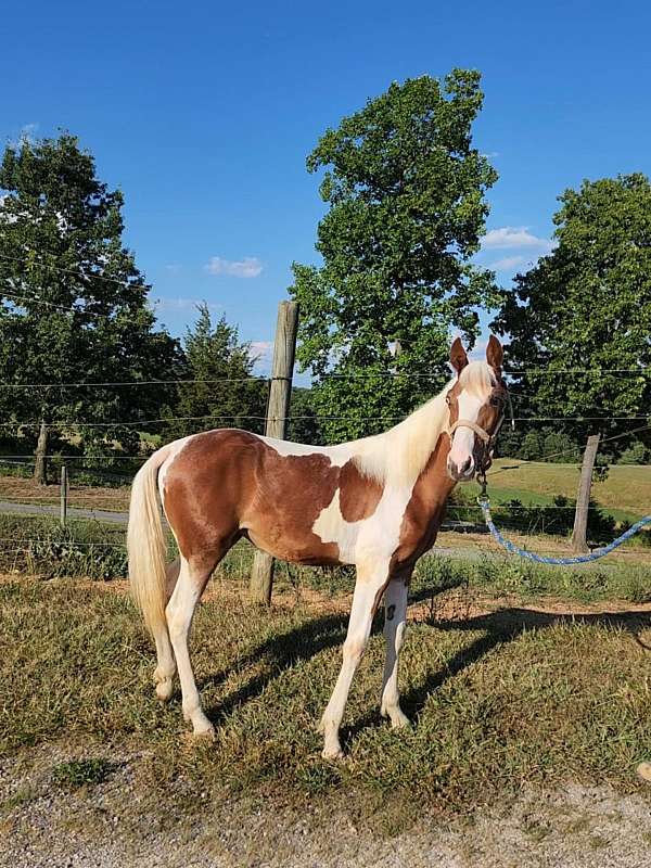 12-hand-spotted-saddle-horse